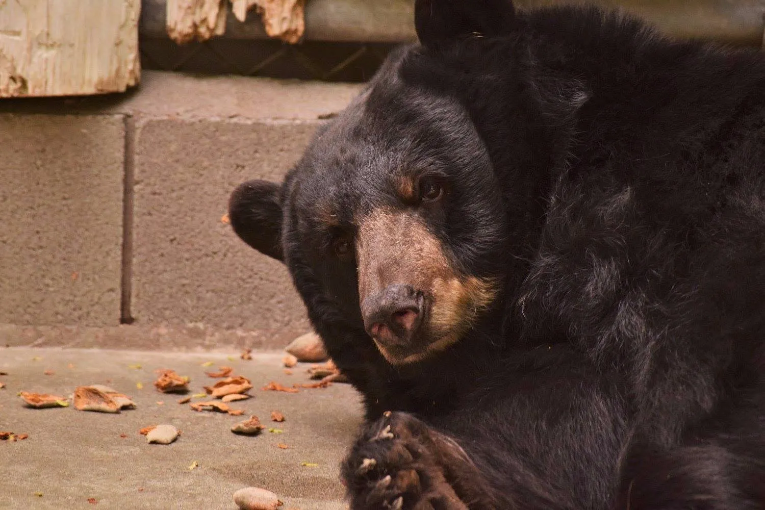 A close-up portrait of a large black bear with a light brown snout resting on a concrete floor scattered with nut shells.