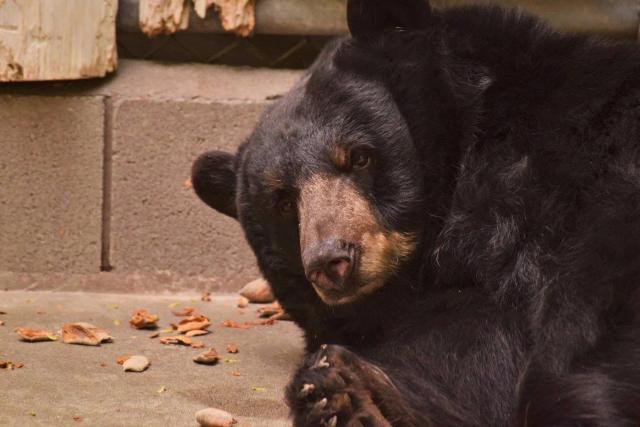 A close-up portrait of a large black bear with a light brown snout resting on a concrete floor scattered with nut shells.