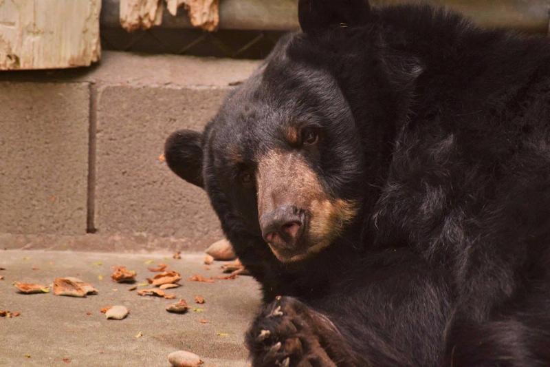 A close-up portrait of a large black bear with a light brown snout resting on a concrete floor scattered with nut shells.