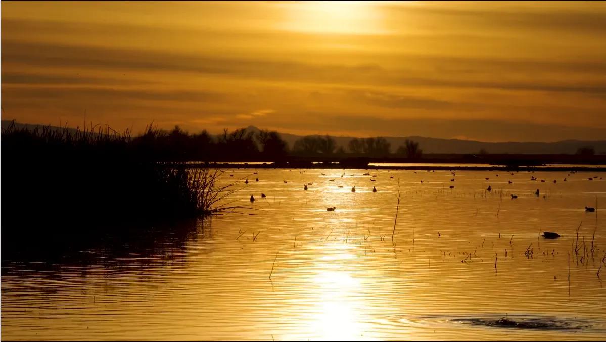 Ducks scattered across a lake at golden sunset, with reeds in the foreground